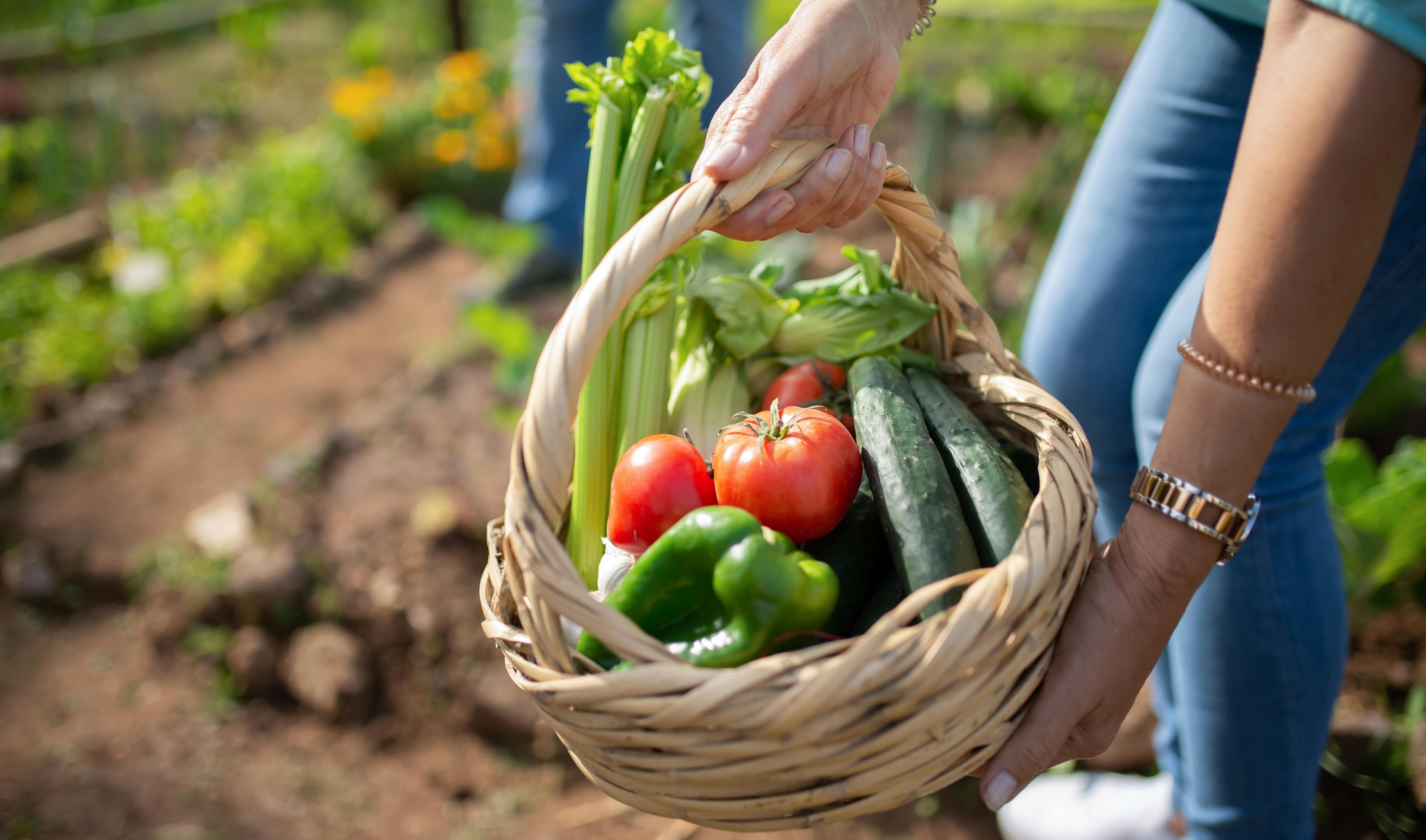 Fruits & Légumes