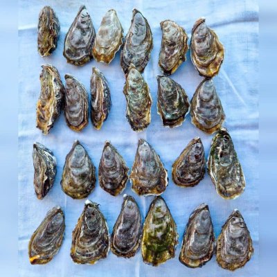 Huîtres Spéciales Normandes de Saint-Vaast