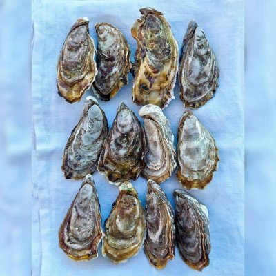 Huîtres Spéciales Normandes de Saint-Vaast
