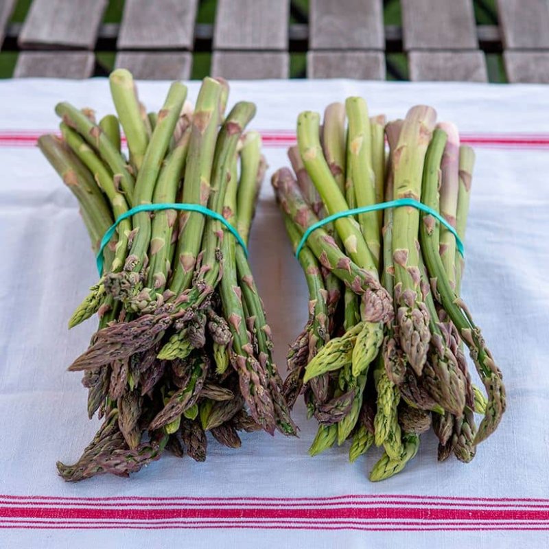 Asperges Vertes pleine terre du Vexin