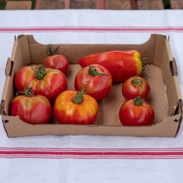 Tomates Rondes de Meudon