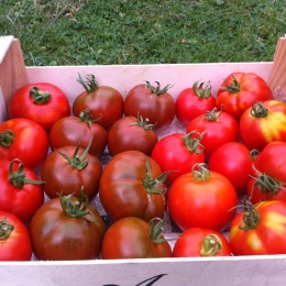 Tomates Pleine Terre de Meudon